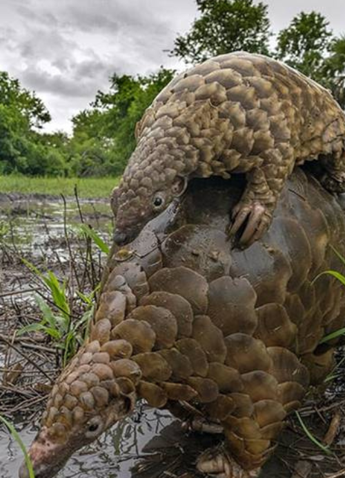 Tanzania Research And Conservation Organization Tanzania Research And Conservation Organization